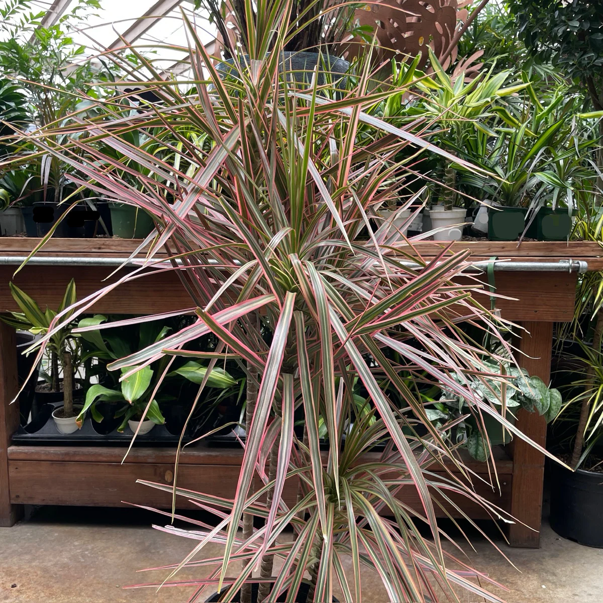Colorama Dragon Tree - Image 2