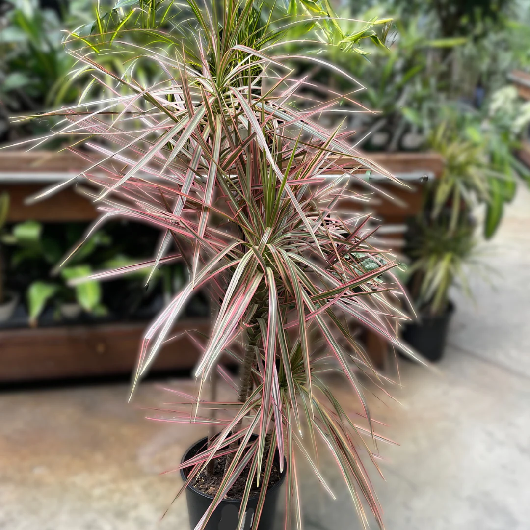Colorama Dragon Tree - Image 1