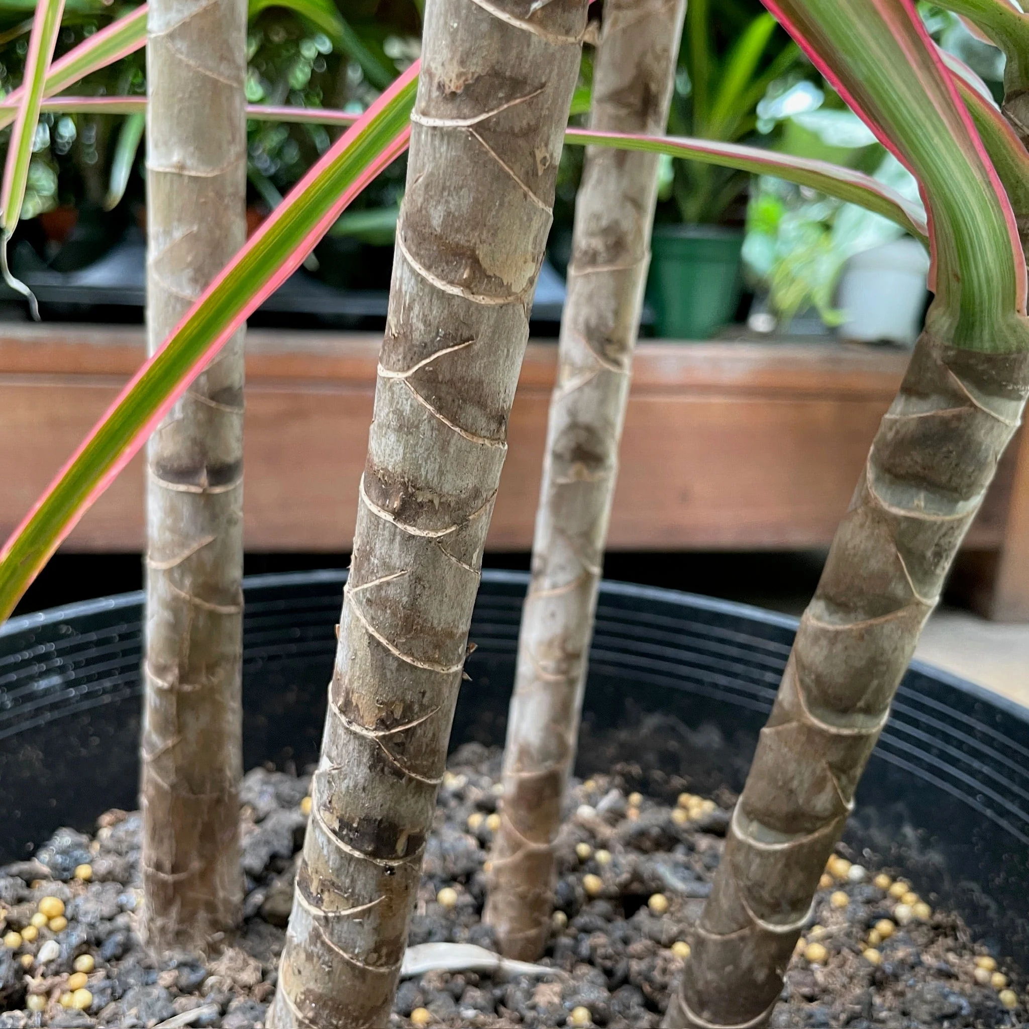 Colorama Dragon Tree - Image 3