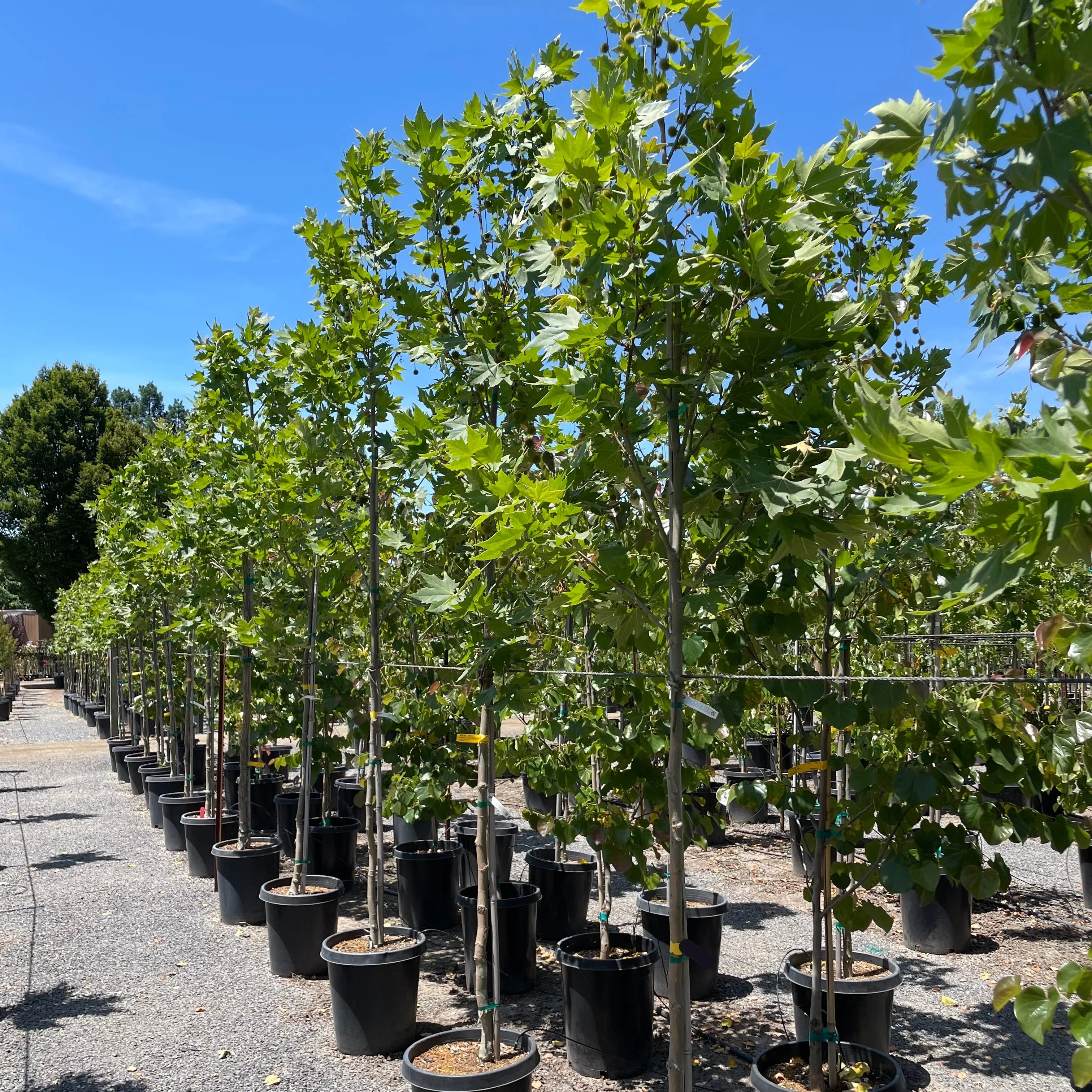 Columbia London Plane - Image 1
