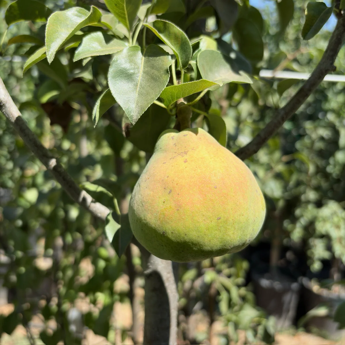 Comice Pear - Image 1