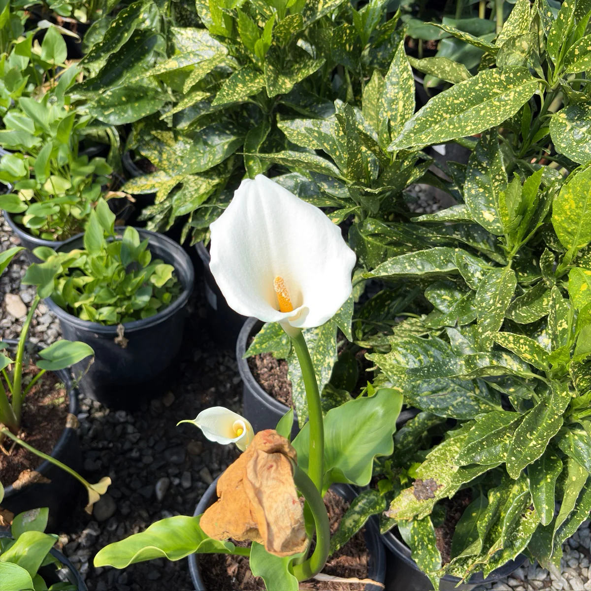 Common Calla Lily - Image 2