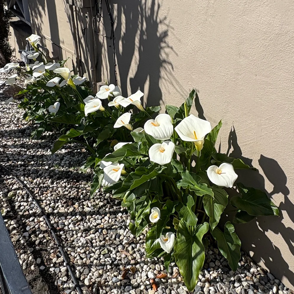 Common Calla Lily - Image 3