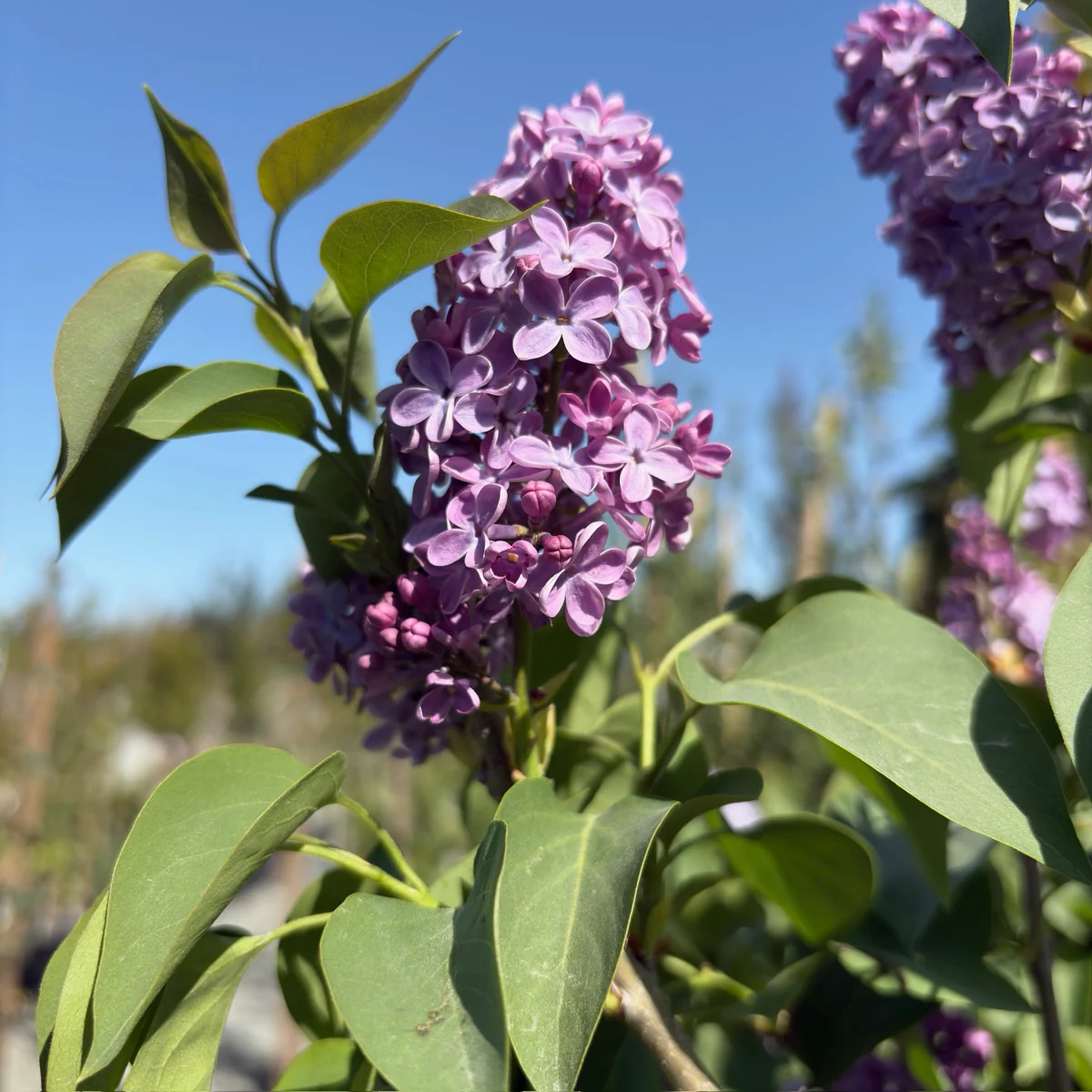 Common Lilac - Image 1