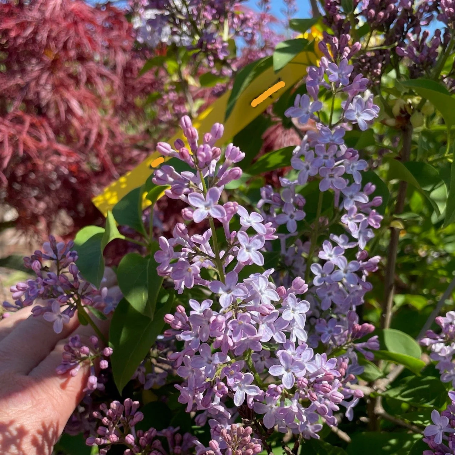Common Lilac - Image 2