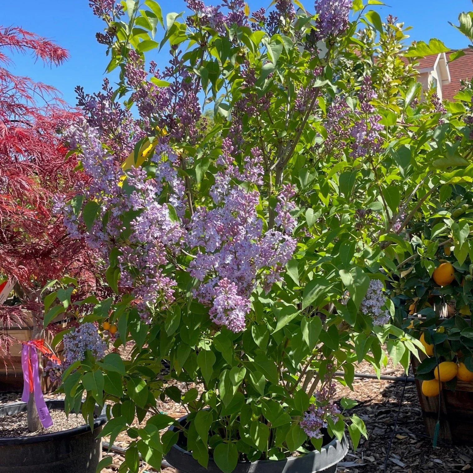 Common Lilac - Image 3