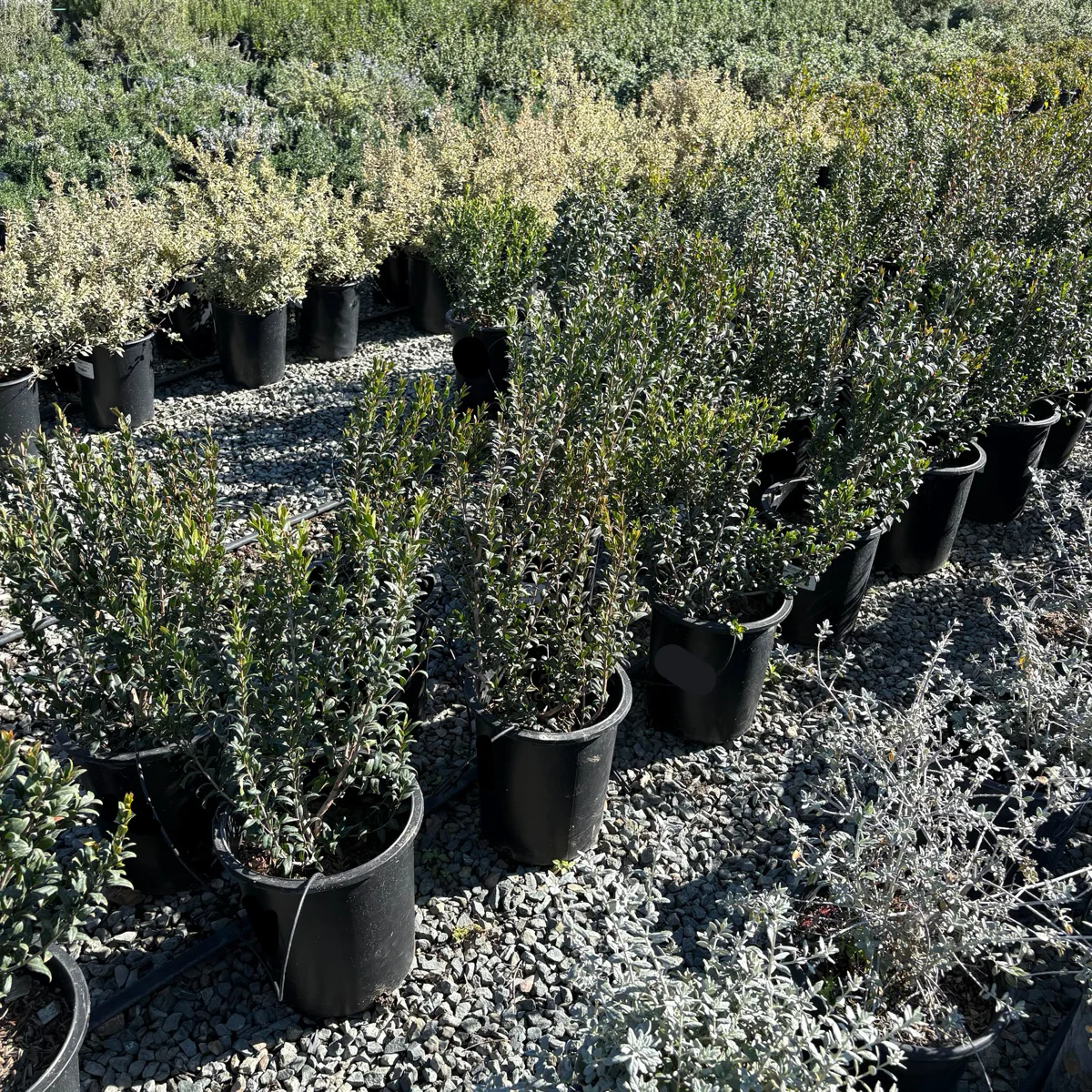 Common Myrtle - Image 1
