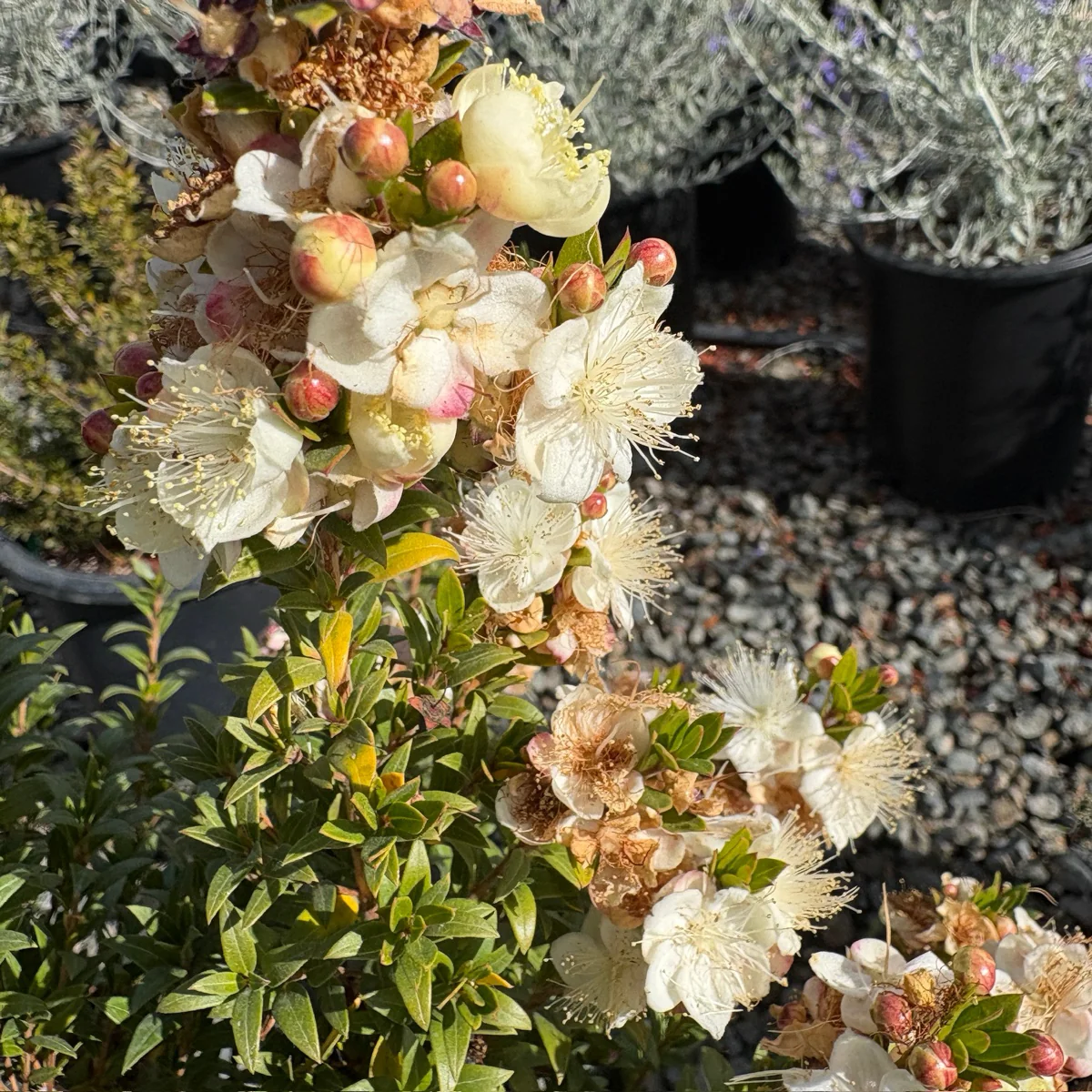 Common Myrtle - Image 2