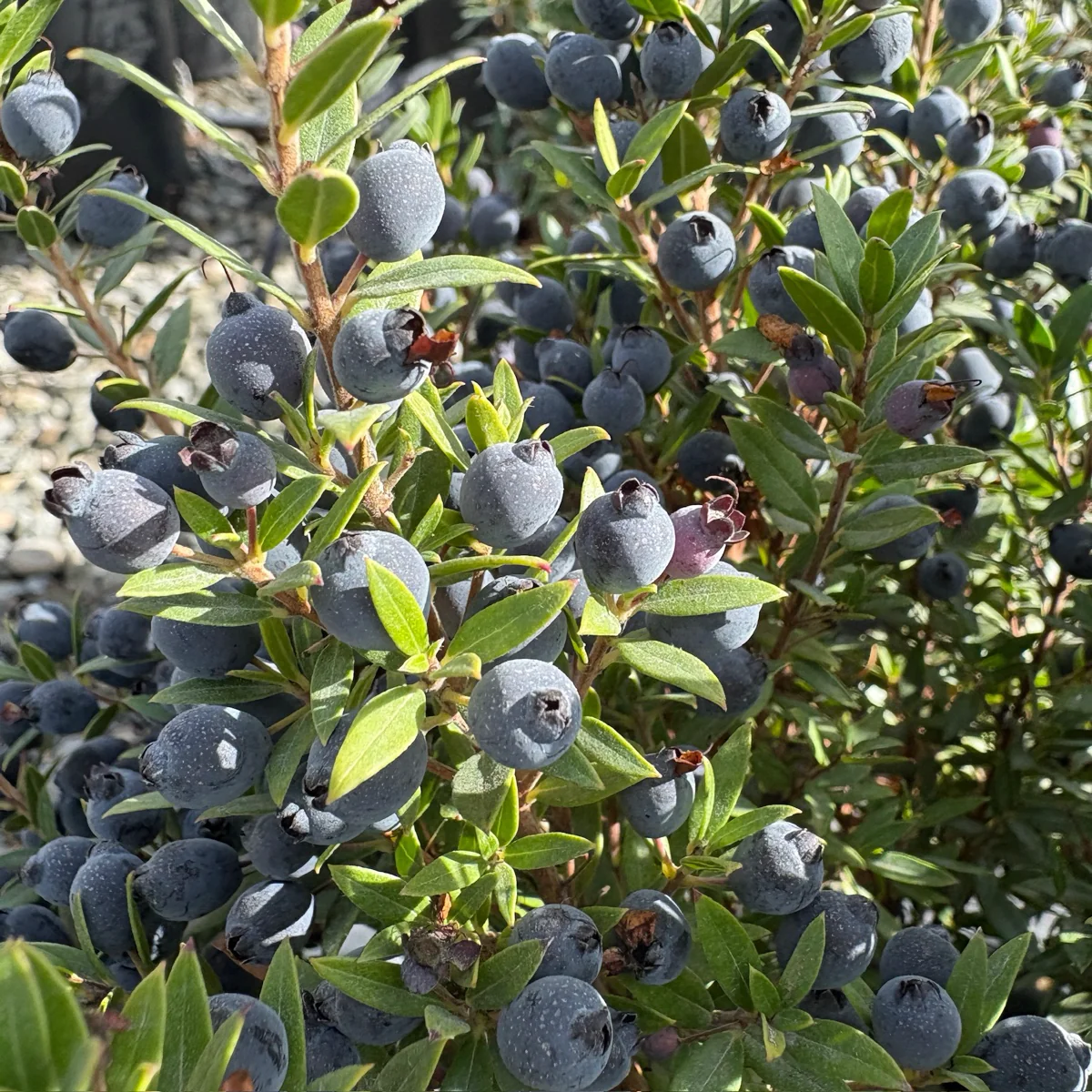 Common Myrtle - Image 3