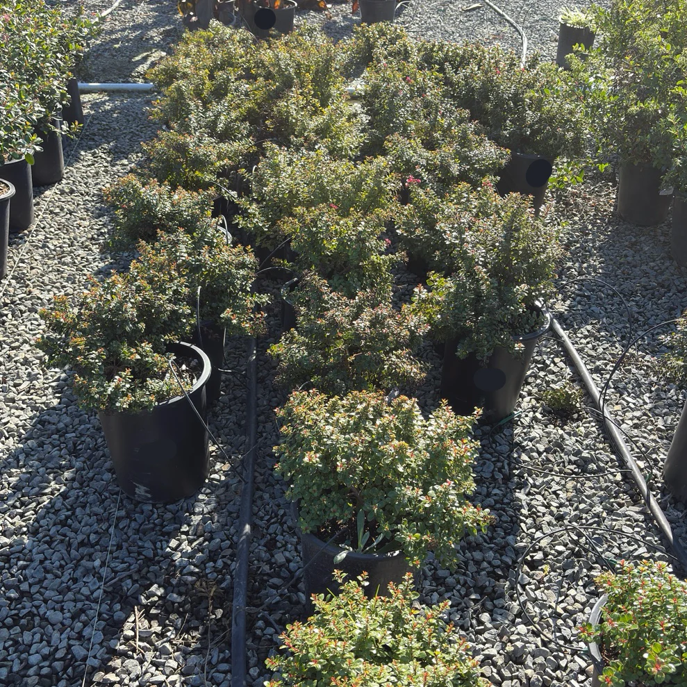 Compact Escallonia - Image 3