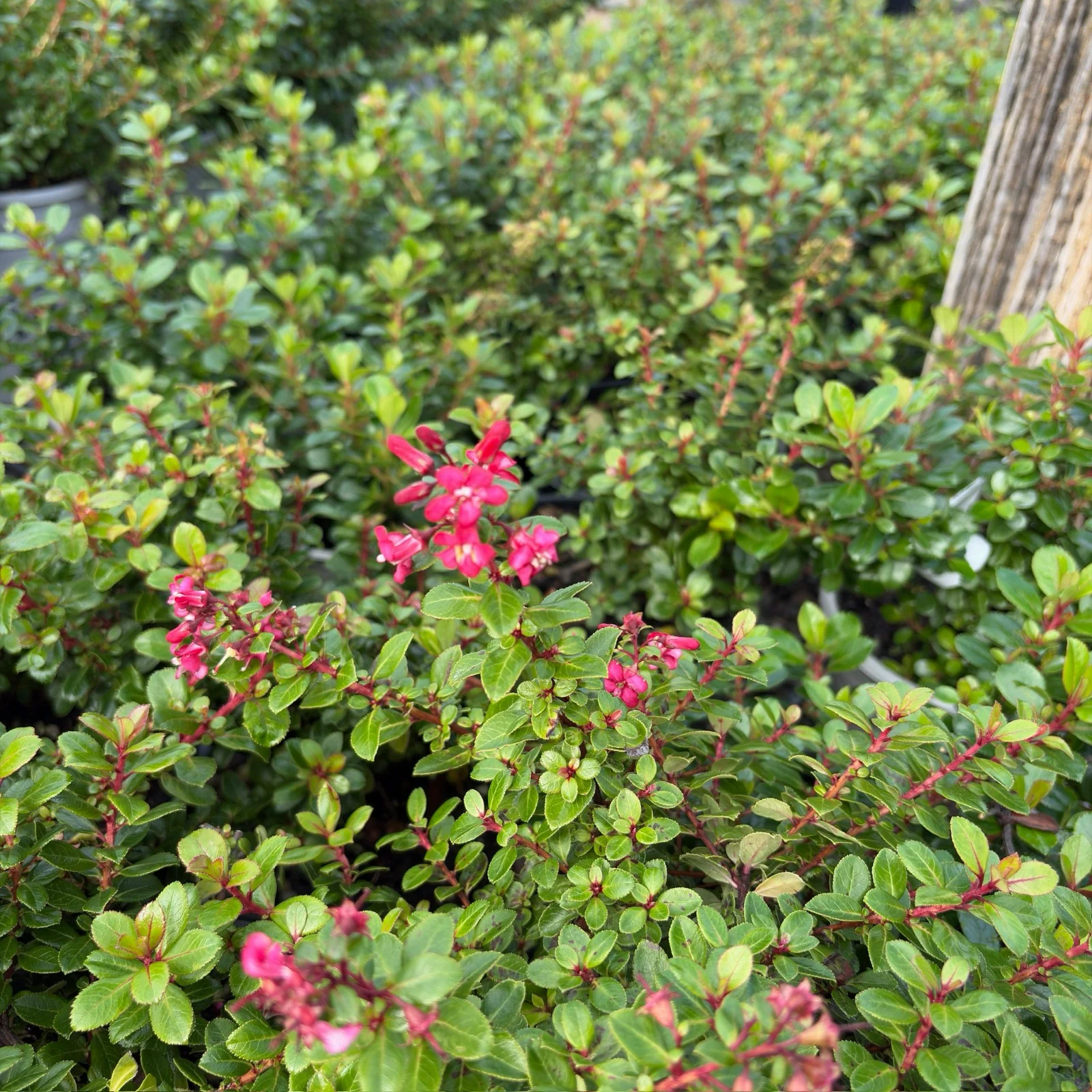 Compact Escallonia - Image 2