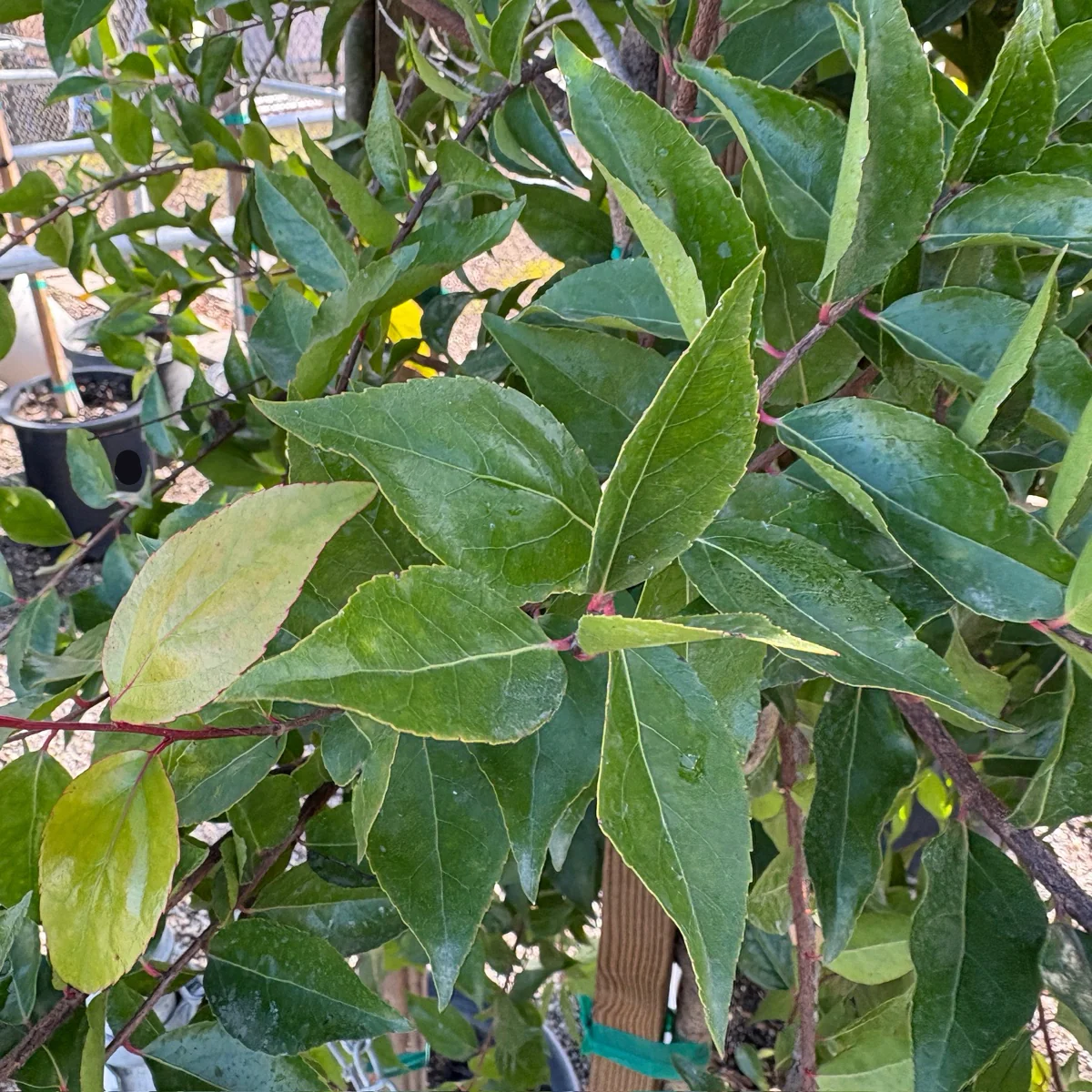 Compact Shiny Xylosma - Image 3