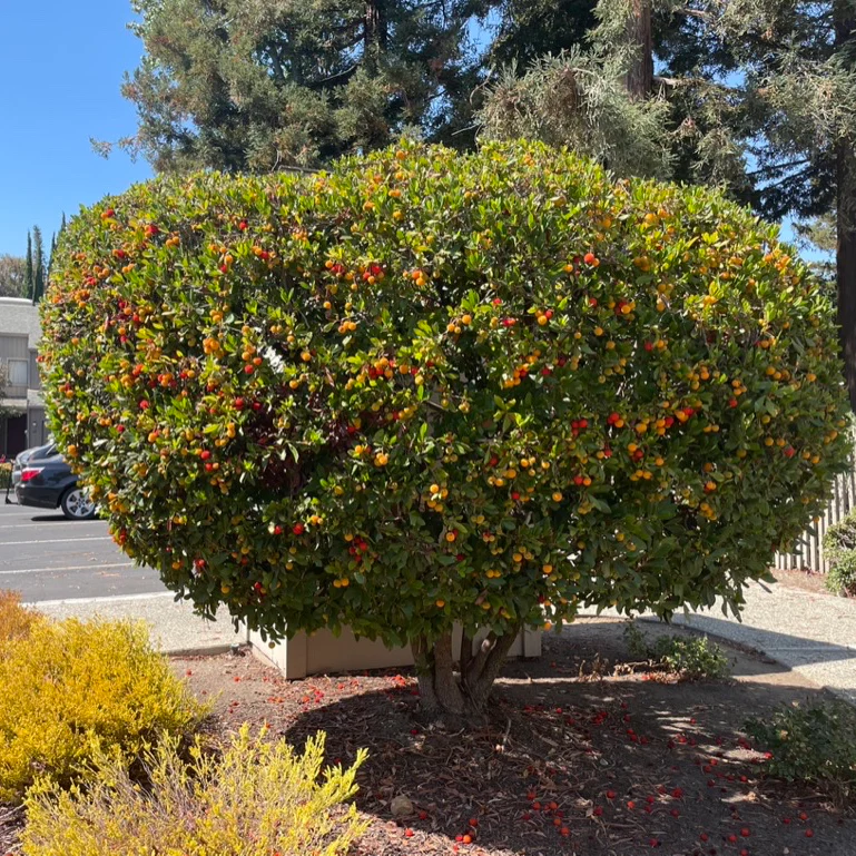 Compact Strawberry Tree - Image 1