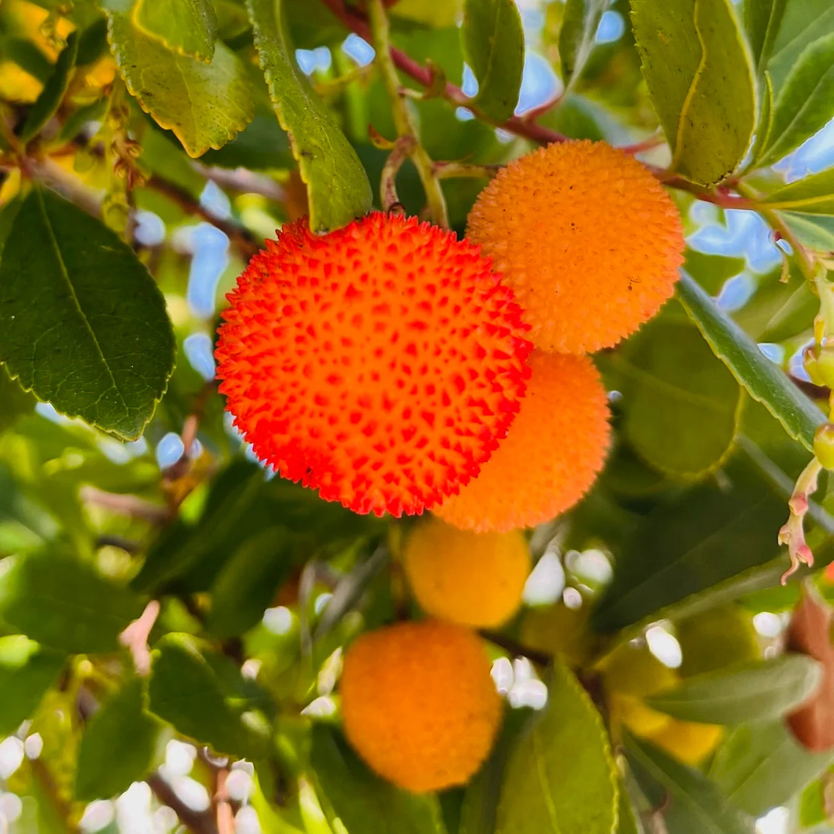 Compact Strawberry Tree - Image 3