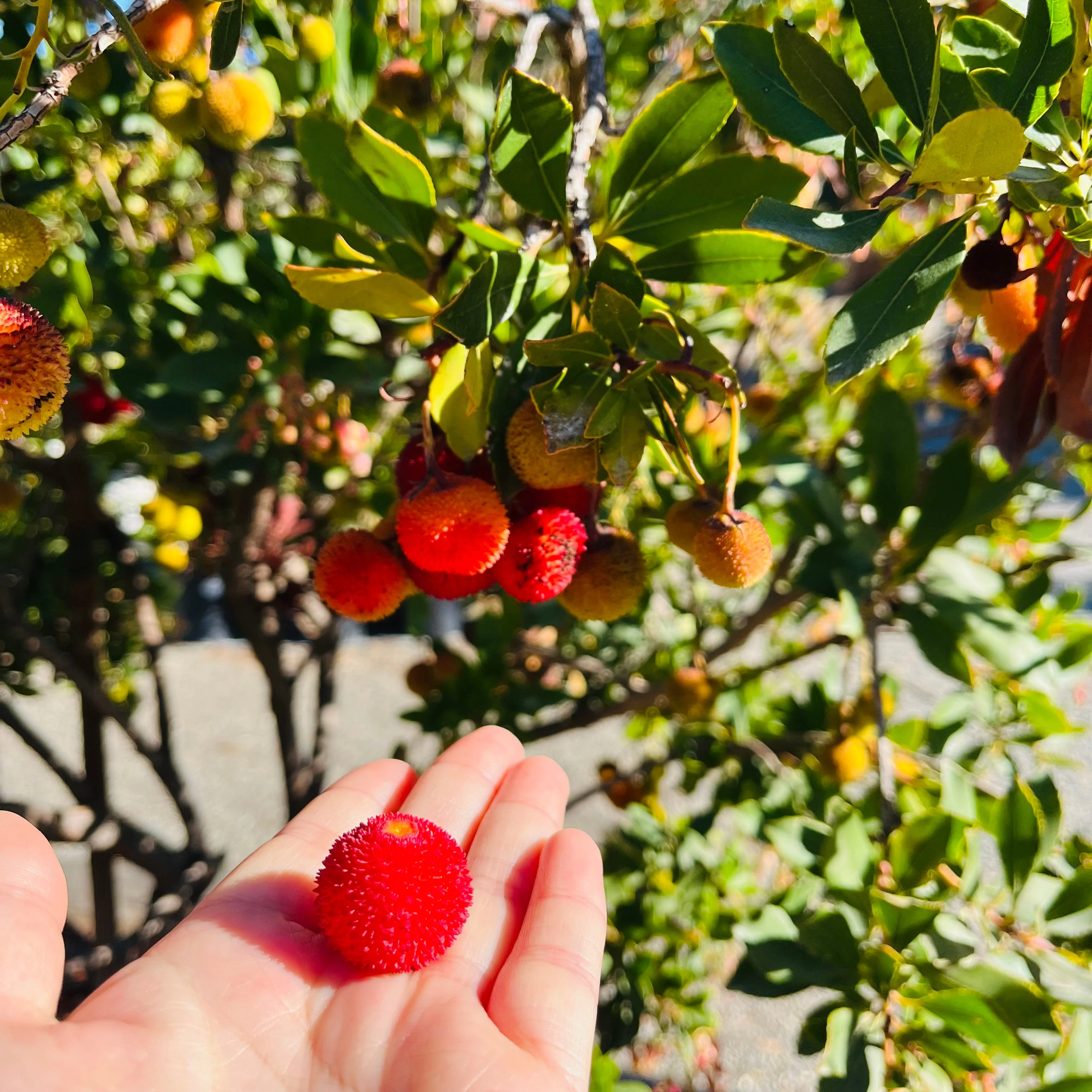 Marina Strawberry Tree - Image 3