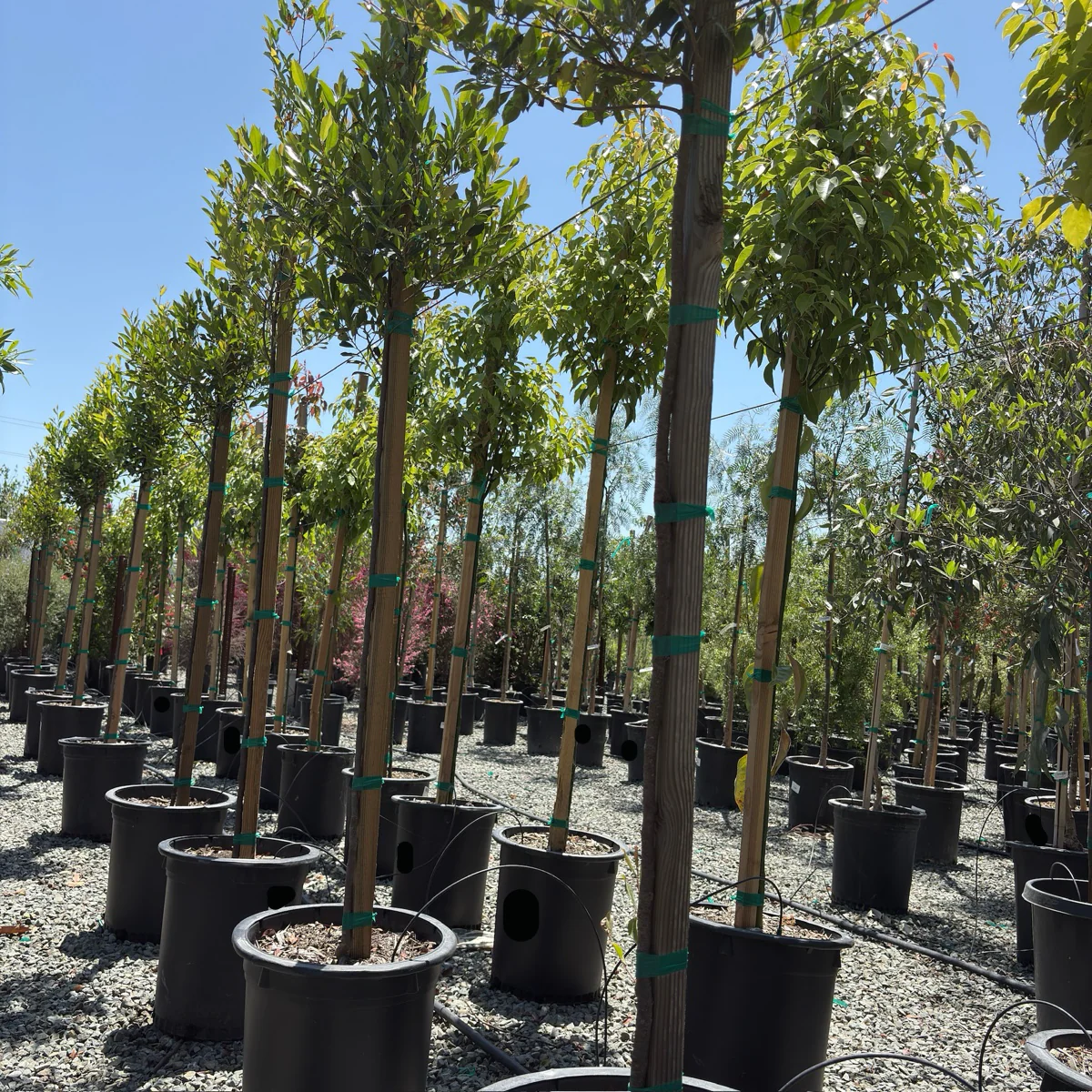 Compacta Carolina Cherry Laurel - Image 2
