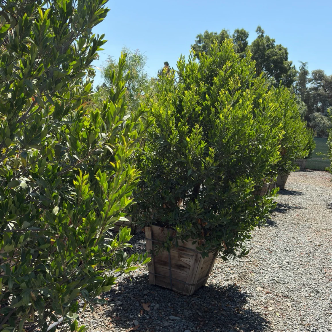Compacta Carolina Cherry Laurel - Image 1