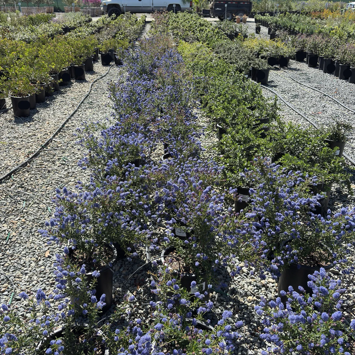 Concha California Lilac - Image 1