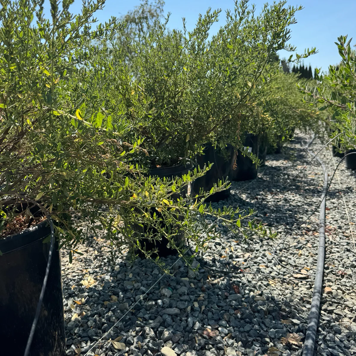 Concha California Lilac - Image 2