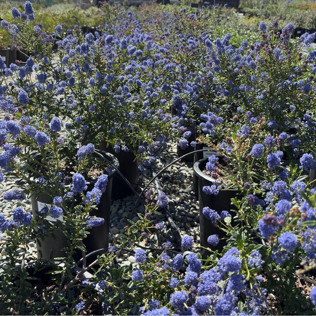 Concha California Lilac - Image 3
