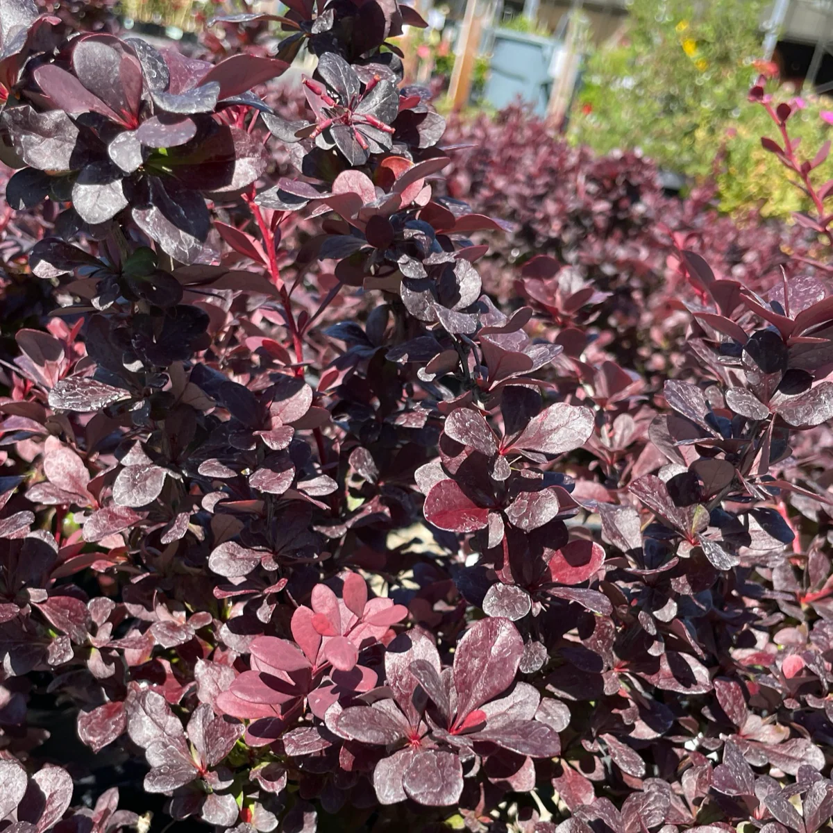 Concorde Barberry - Image 2