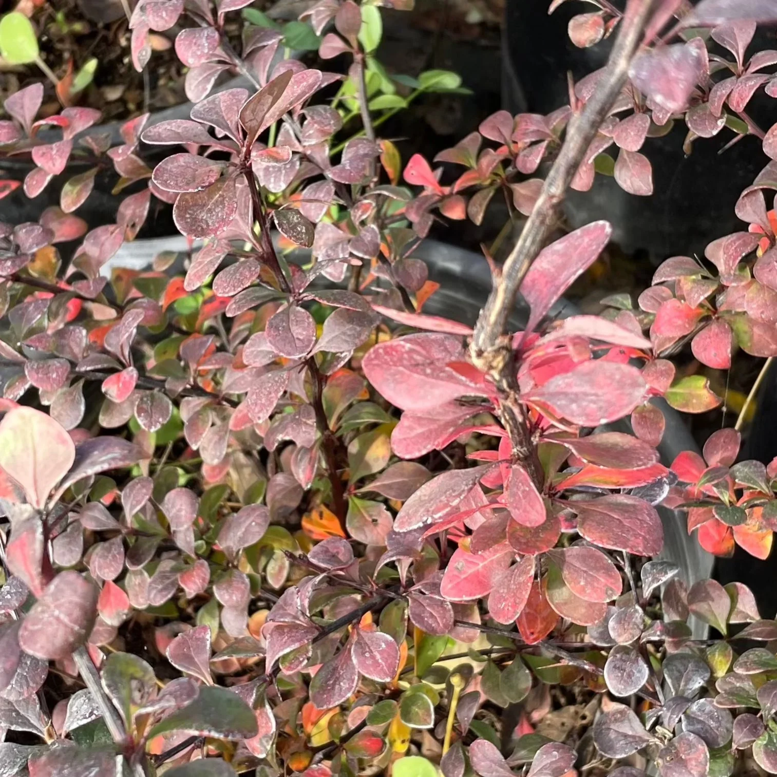 Concorde Barberry - Image 3