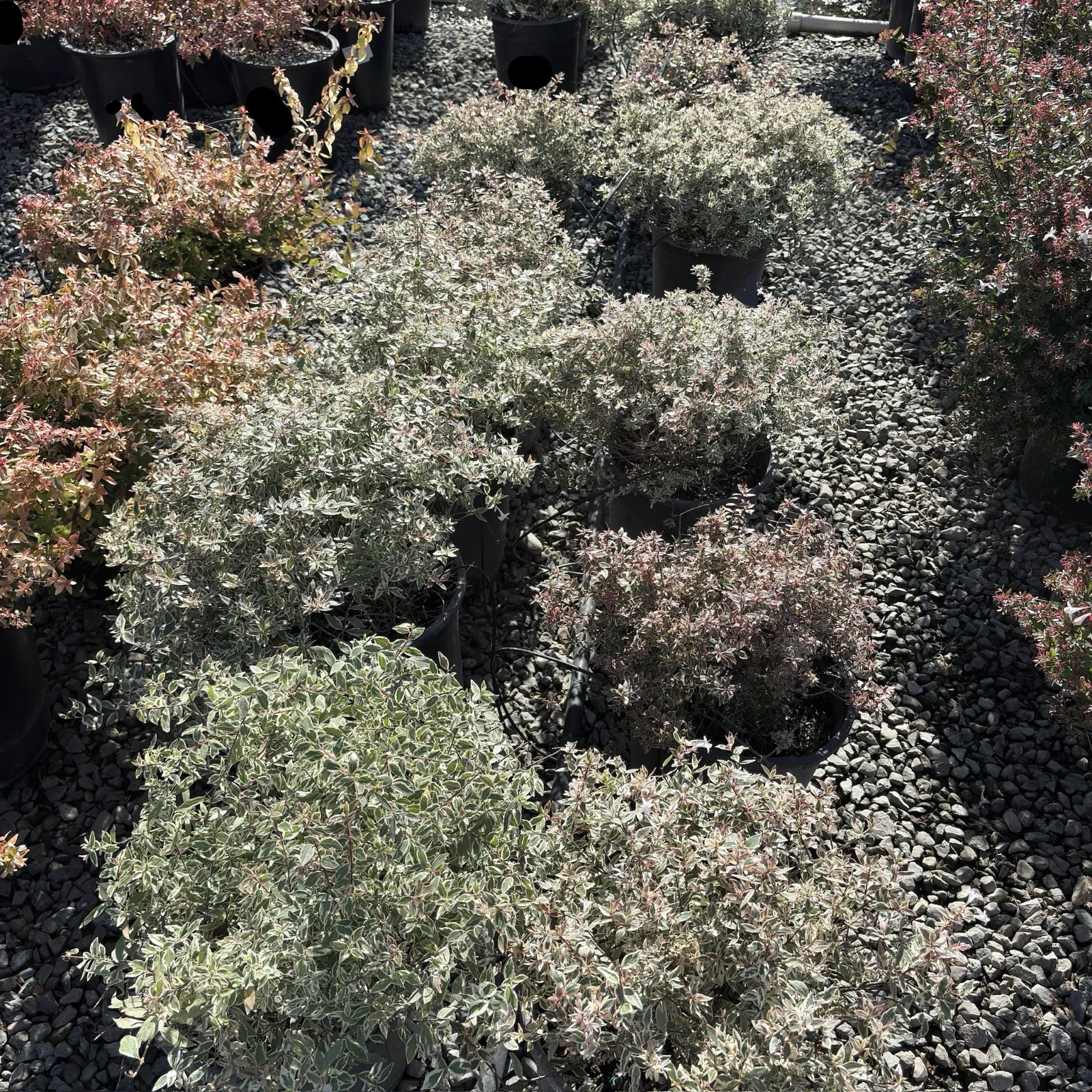 Confetti Variegated Glossy Abelia - Image 1