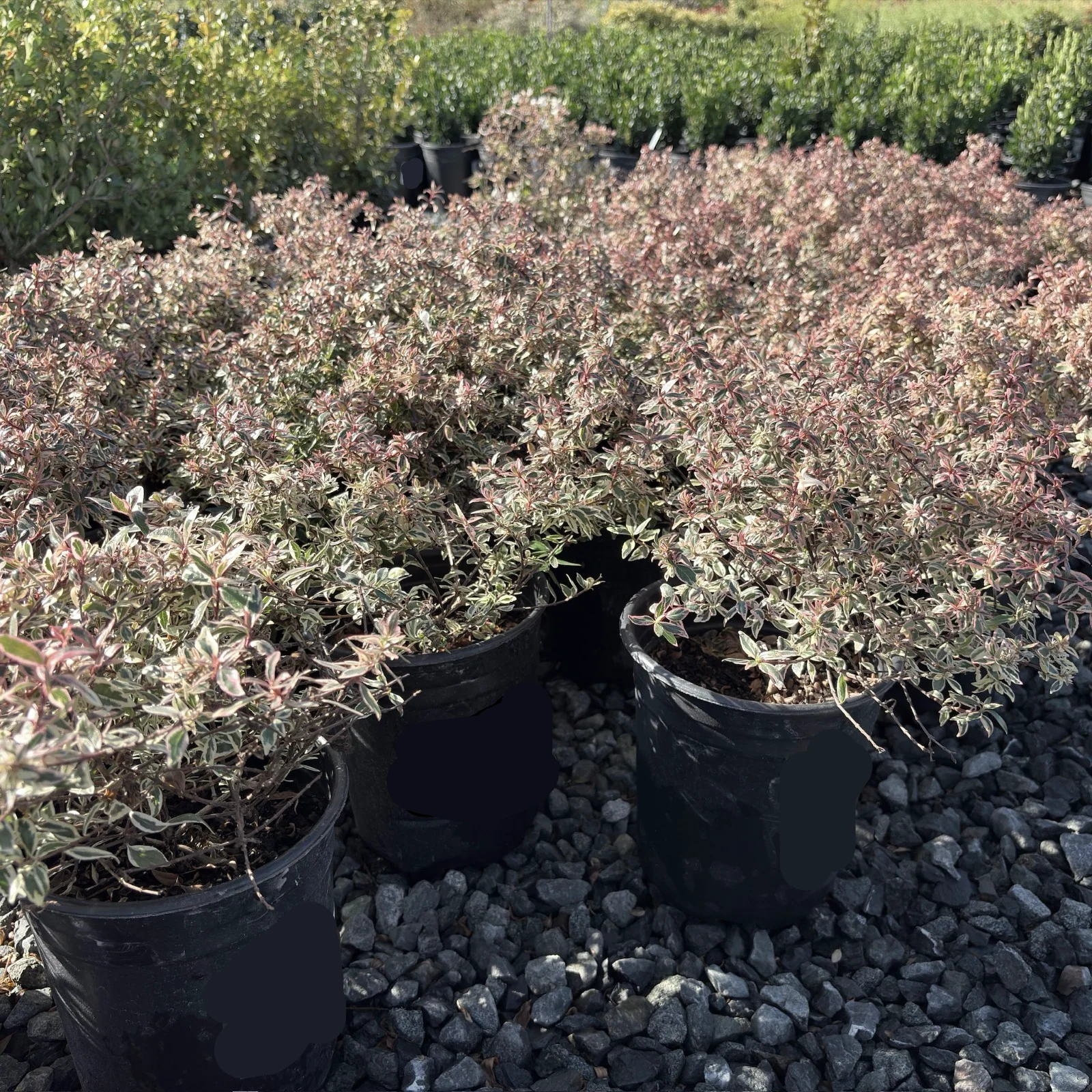 Confetti Variegated Glossy Abelia - Image 2
