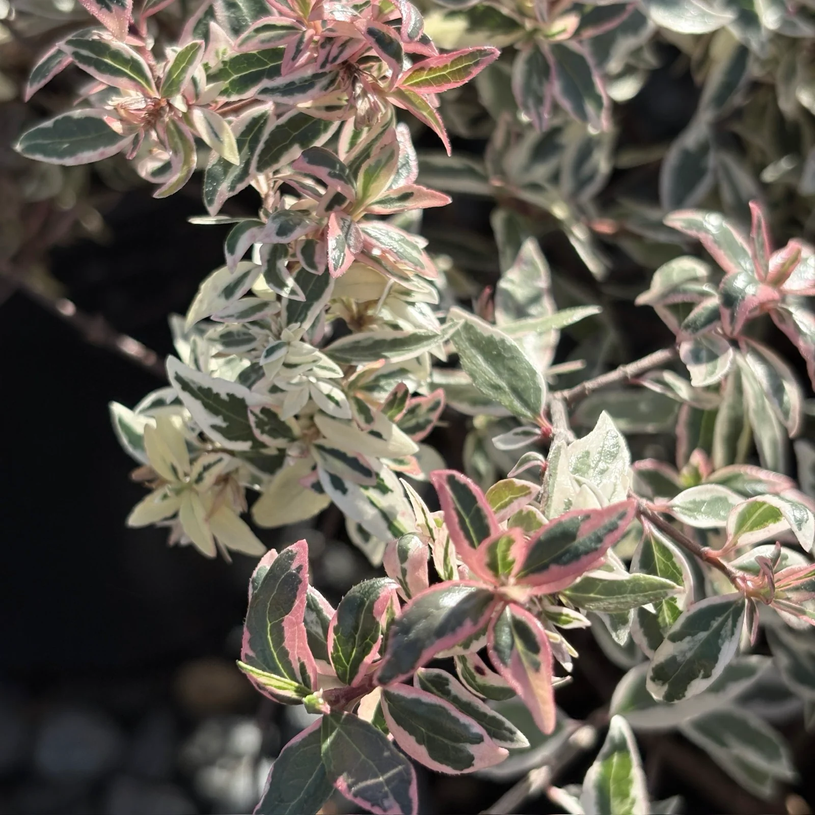 Confetti Variegated Glossy Abelia - Image 3