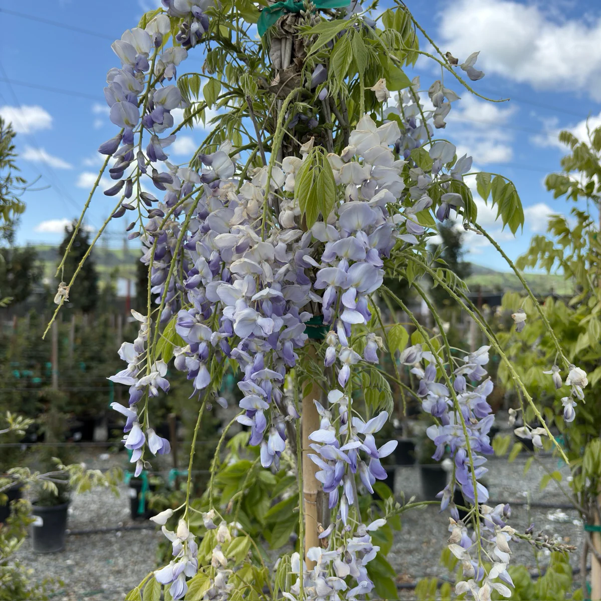 Cooke’s Purple Wisteria - Image 1