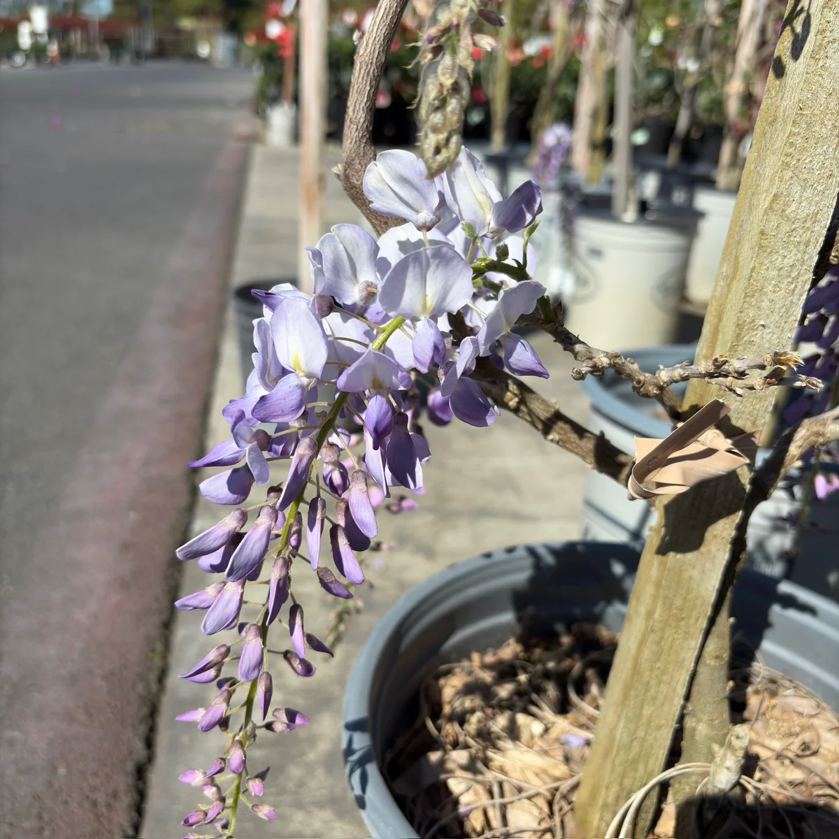 Cooke’s Purple Wisteria - Image 2