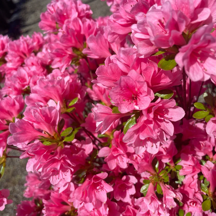 Coral Bell Azalea - Image 1