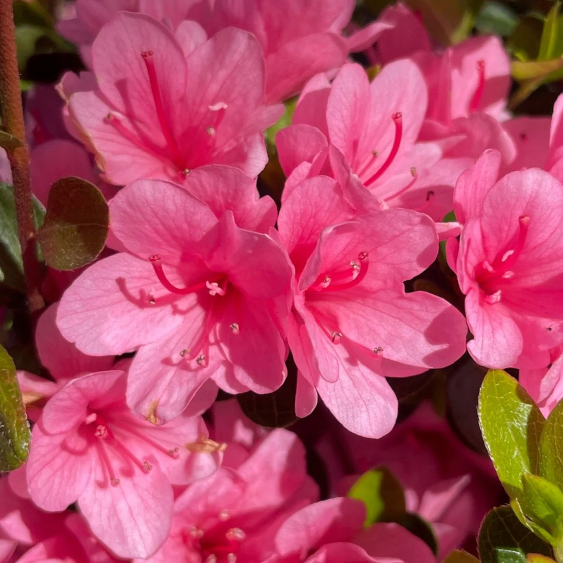 Coral Bell Azalea - Image 2