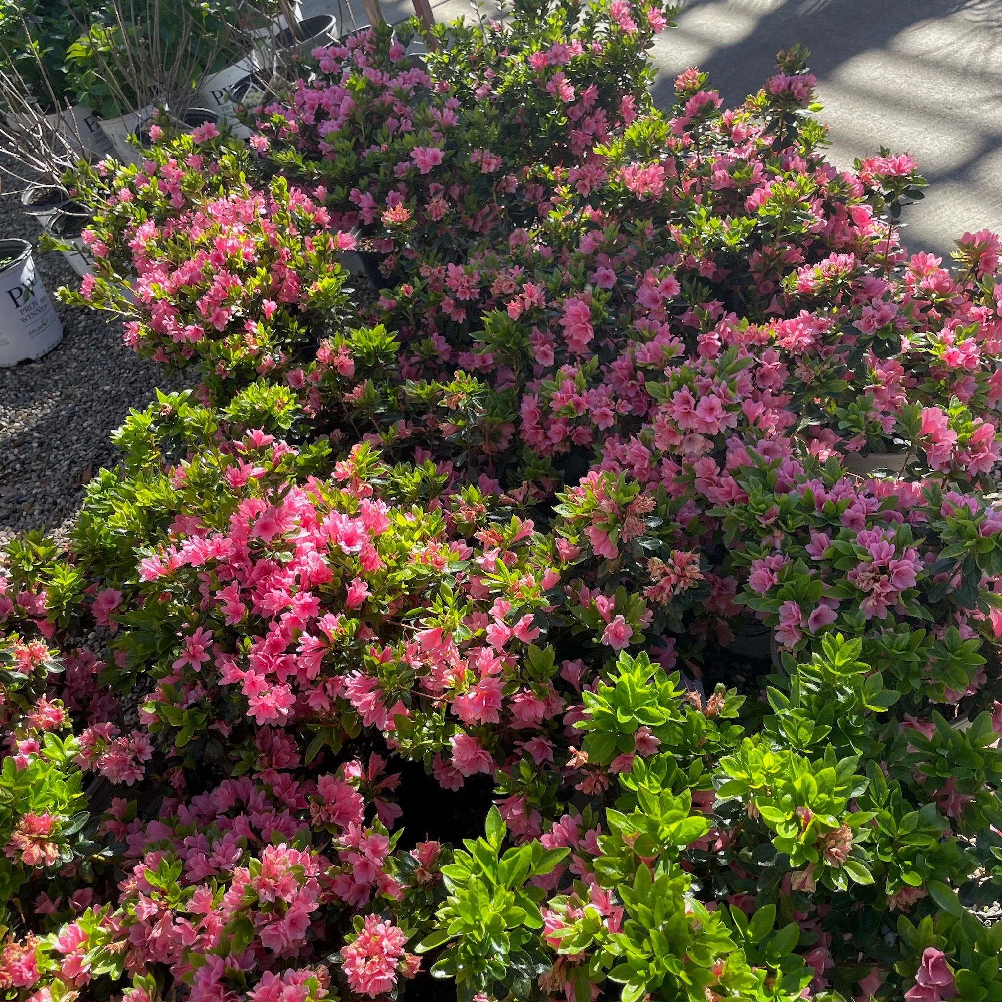 Coral Bell Azalea - Image 3