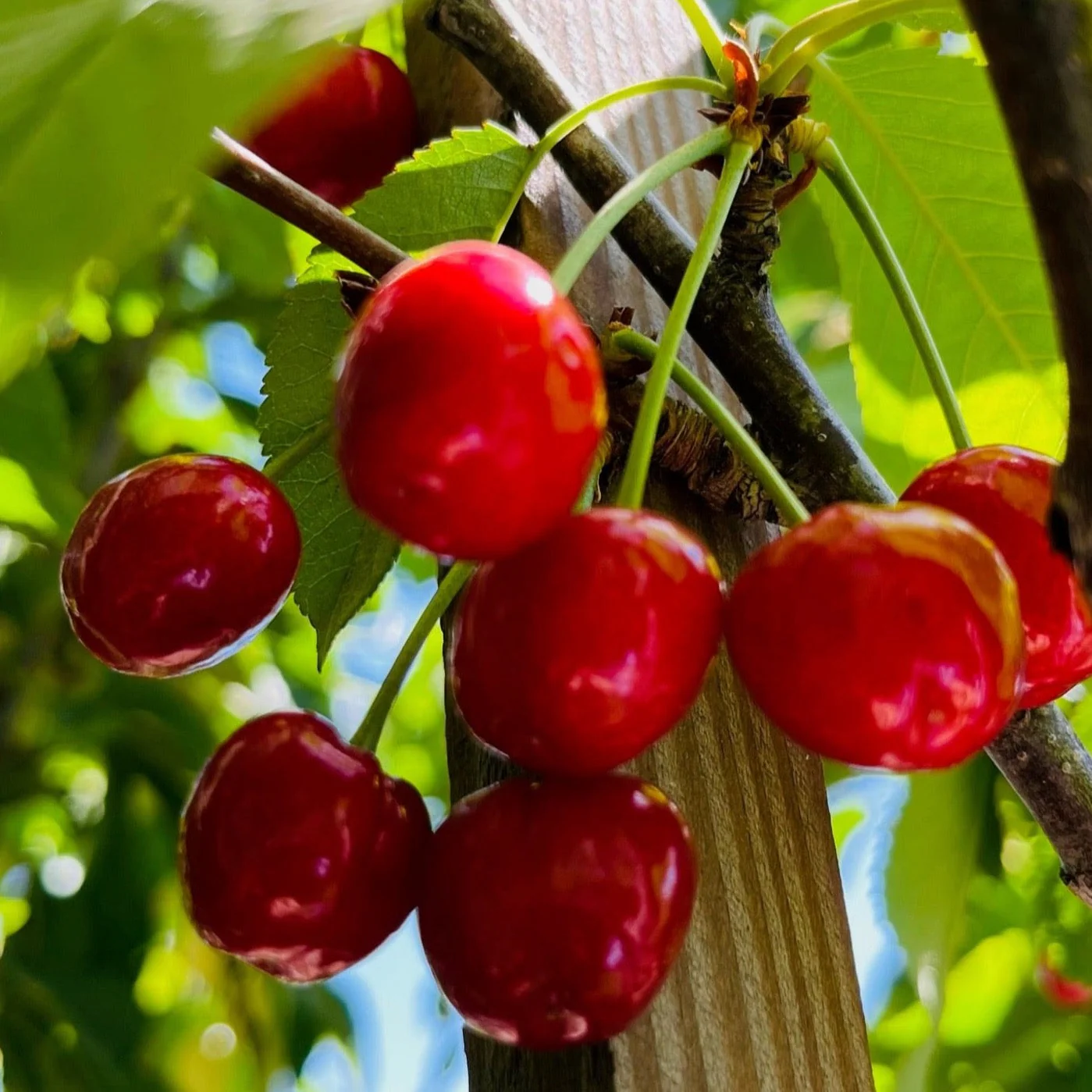 Coral Champagne Cherry