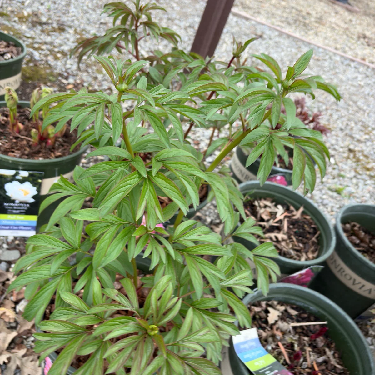 Coral Charm Peony - Image 2