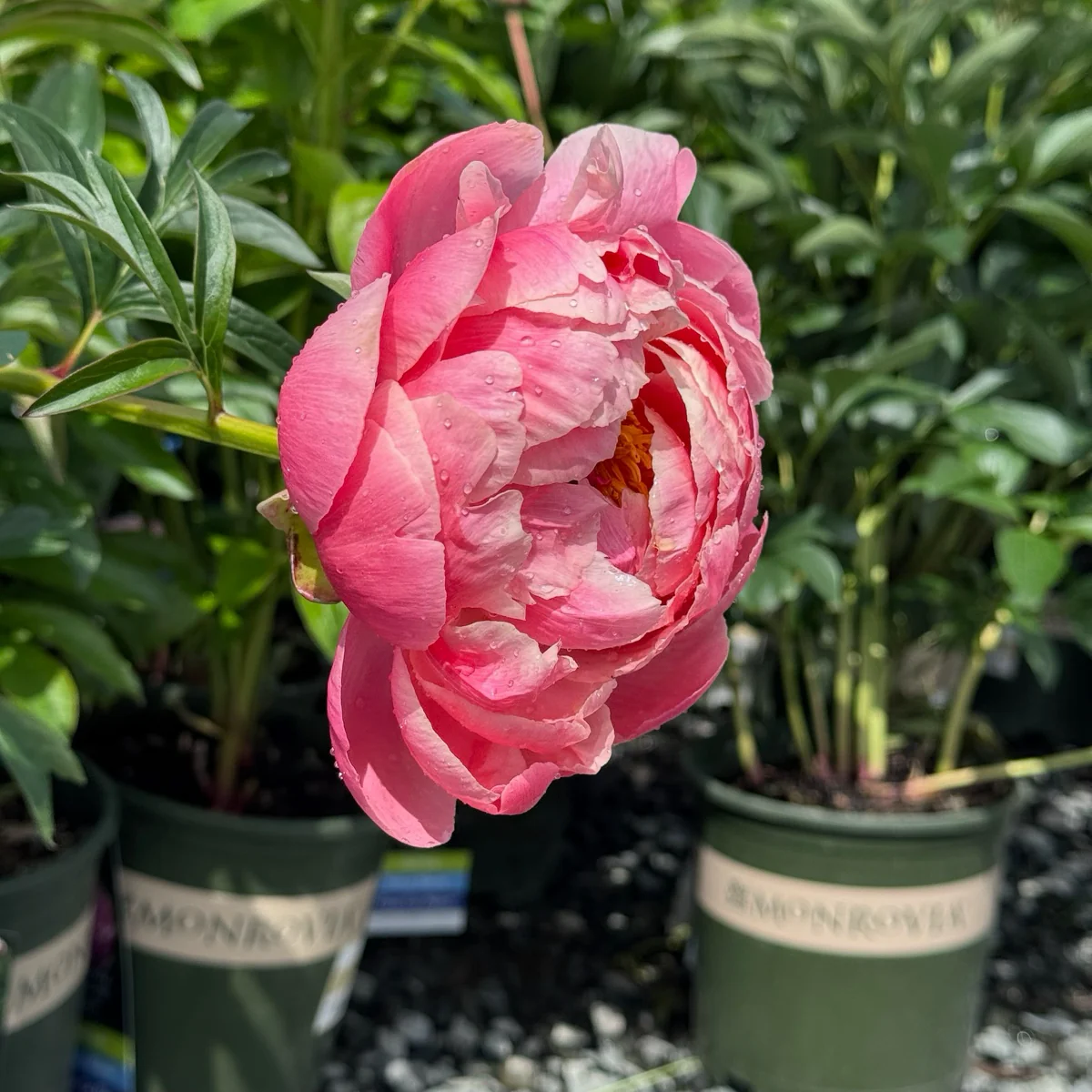 Coral Charm Peony - Image 3