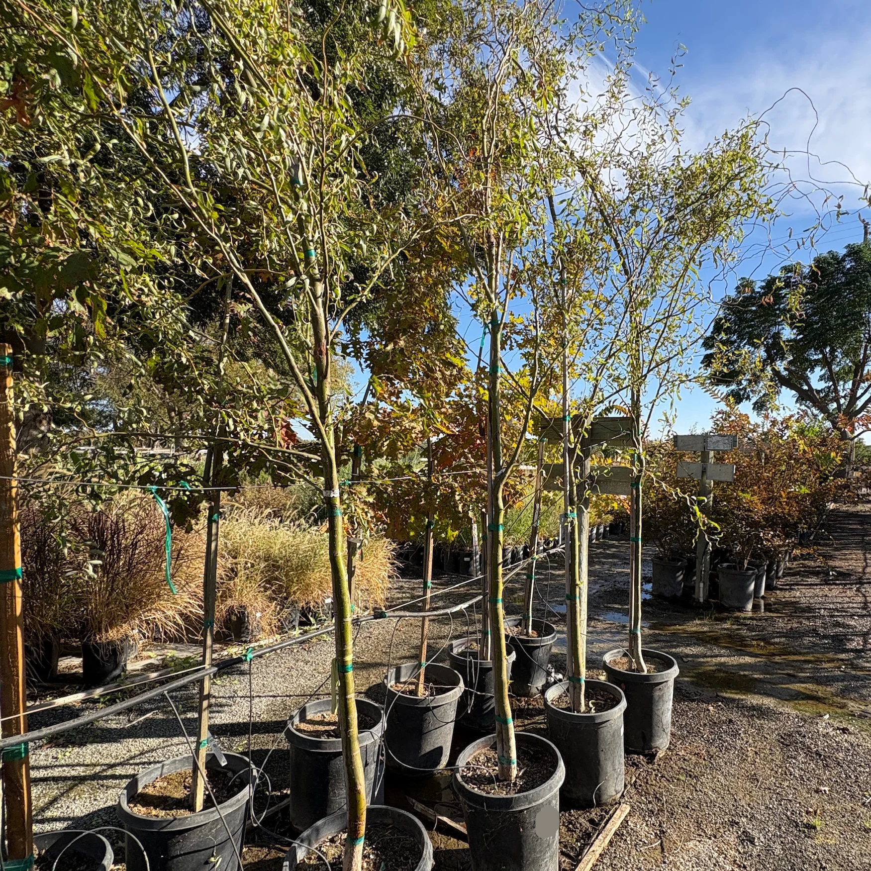 Corkscrew Willow - Image 1