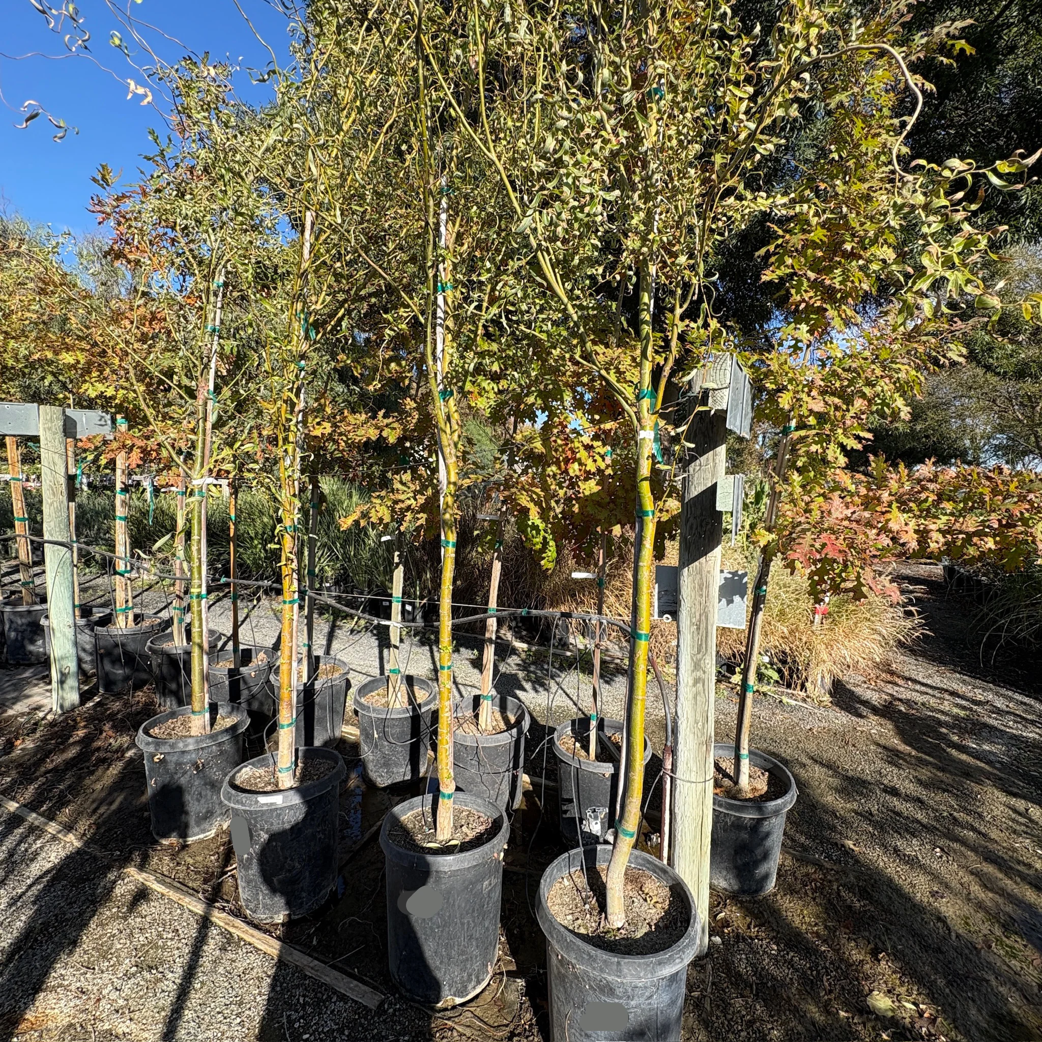 Corkscrew Willow - Image 2