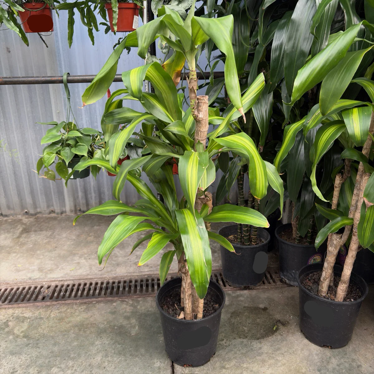 Cornstalk Corn Plant - Image 1