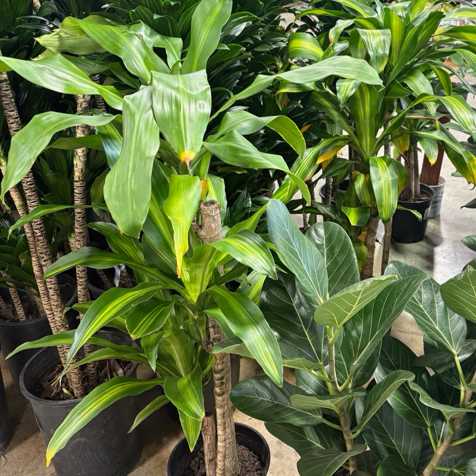 Cornstalk Corn Plant - Image 2
