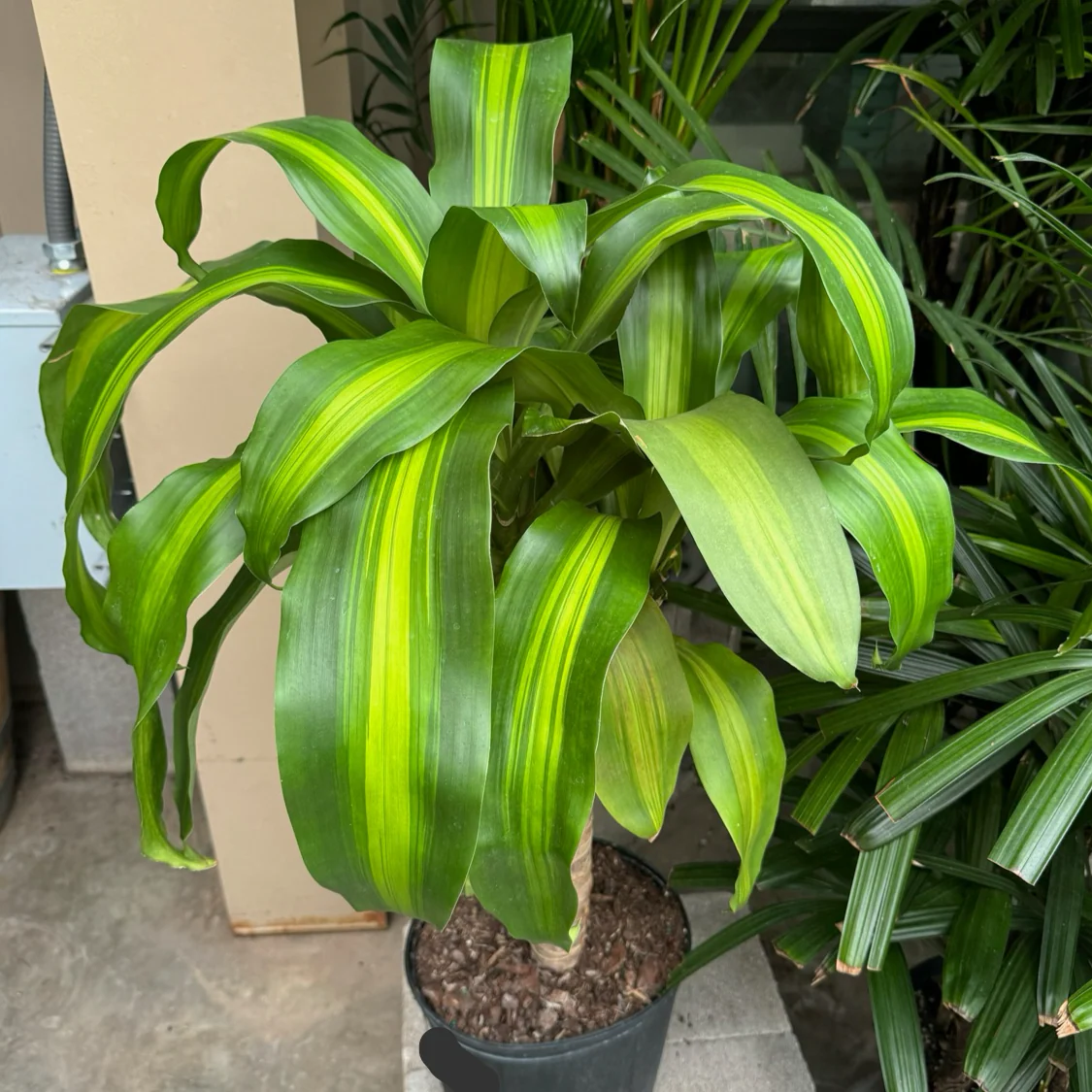 Cornstalk Corn Plant - Image 3