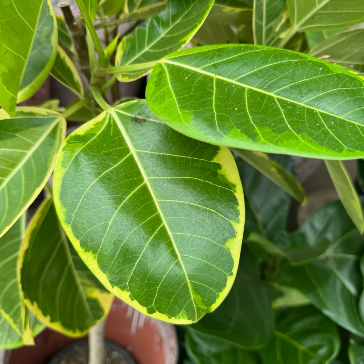 Yellow Gem Ficus - Image 2