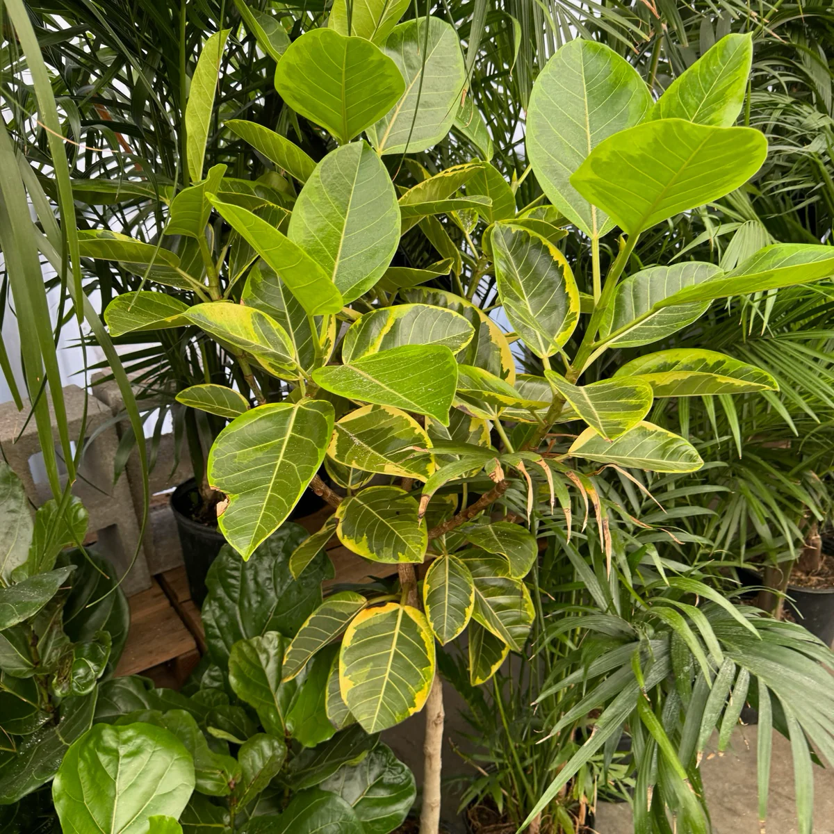 Yellow Gem Ficus - Image 3
