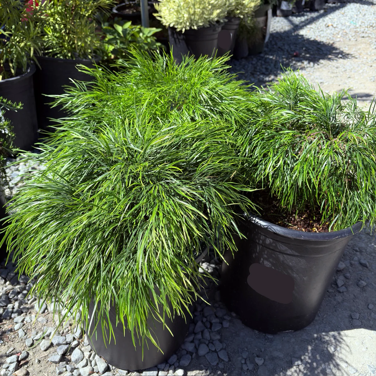 Cousin Itt Bower Wattle - Image 2