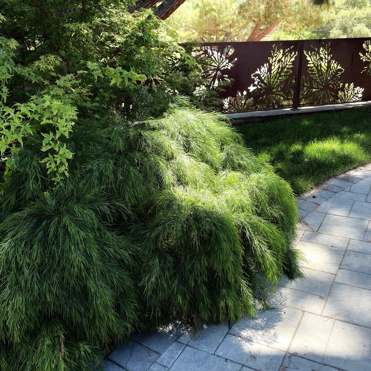 Cousin Itt Bower Wattle - Image 1