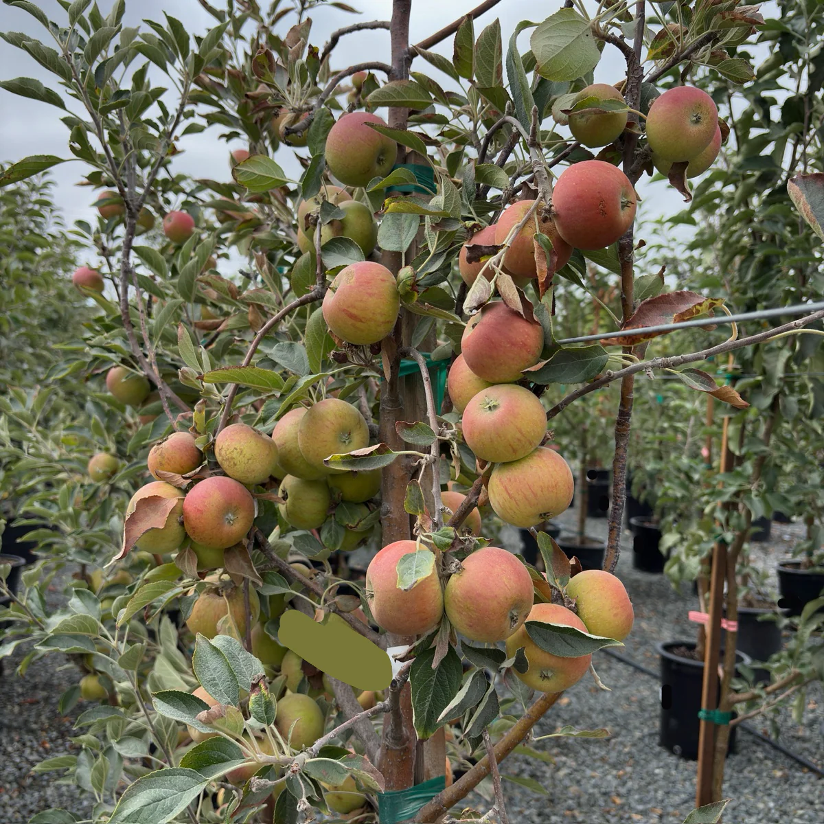 Cox’s Orange Pippin Apple