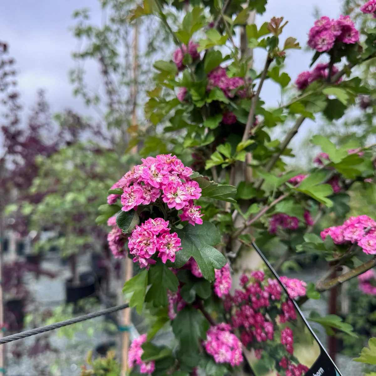 English Hawthorn - Image 2