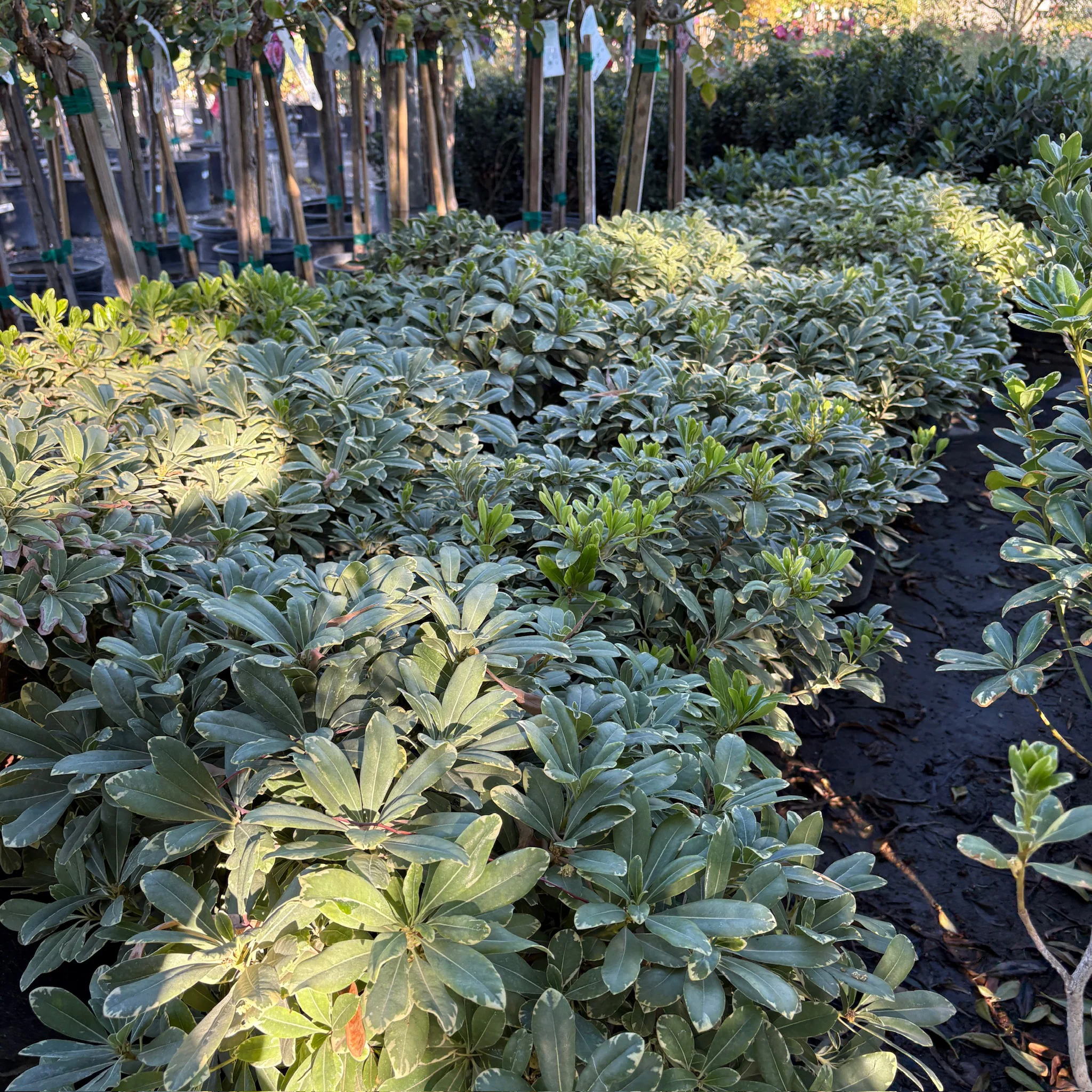 Cream de Mint Japanese Mock Orange - Image 1