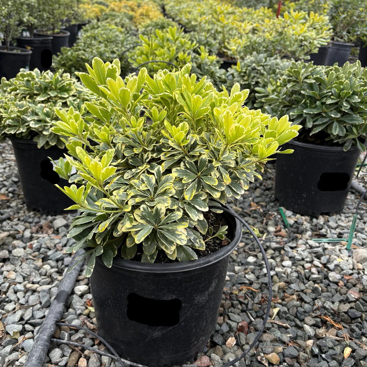 Cream de Mint Japanese Mock Orange - Image 2